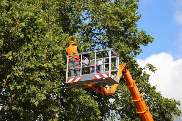 Best Utility Line Clearance  in Boscobel, WI